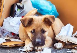 INFORME sobre ANIMALES EN ABANDONO por YAM MISS ARGENTINA INFORME sobre ANIMALES EN ABANDONO por YAM MISS ARGENTINA